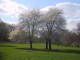 The Dryads of Green Park